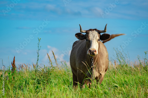Beautiful brown cow stands on a green meadow in dense grass