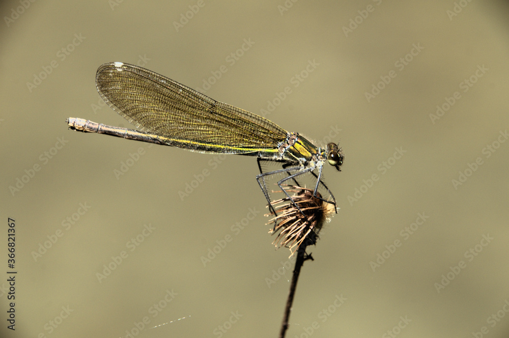 Banded demoiselle female (Calopteryx splendens) by the Isar river in Münich Banded demoiselle female (Calopteryx splendens) by the Isar river in Münich