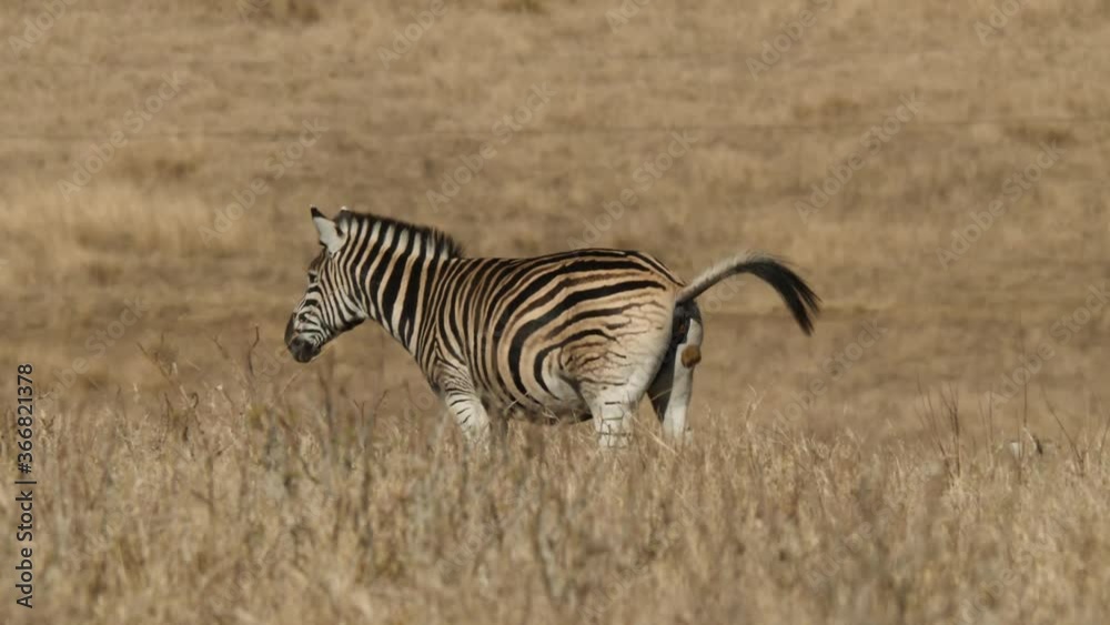 Plains Zebra Pooping Stock ビデオ | Adobe Stock