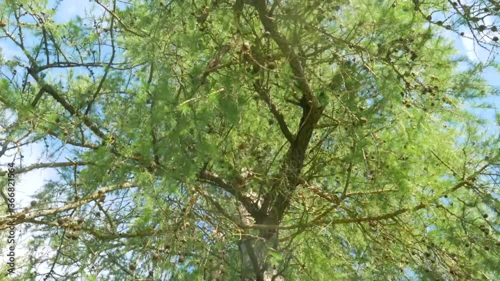 Pine tree with cones. bottom view of tree branches. Pine tree with cones. bottom view of tree branches.
