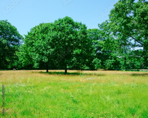 Golden fescue grass field and green trees