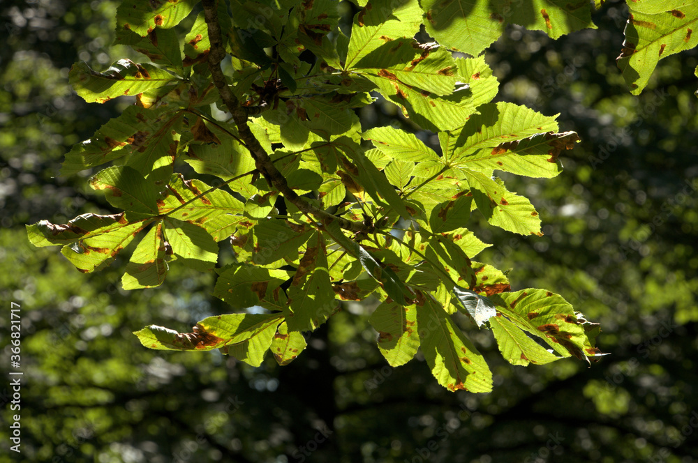 European horse-chestnut (Aesculus hippocastanum) foliage against sunlight European horse-chestnut (Aesculus hippocastanum) foliage against sunlight