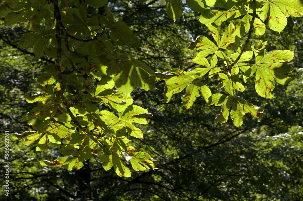 Fototapeta premium European horse-chestnut (Aesculus hippocastanum) foliage against sunlight