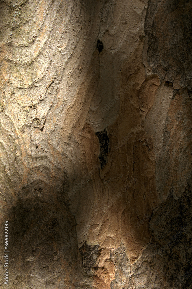 Abstract patterns on maple bark formed by light and shadow on whorled ridges Abstract patterns on maple bark formed by light and shadow on whorled ridges