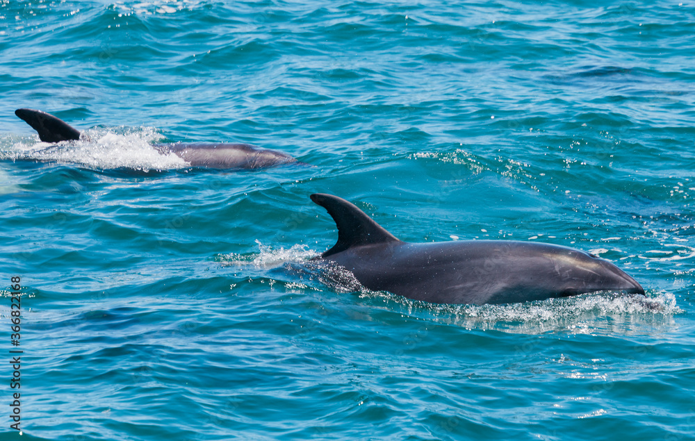 Naklejka premium Pair of dolphins in Bay of Islands, New Zealand
