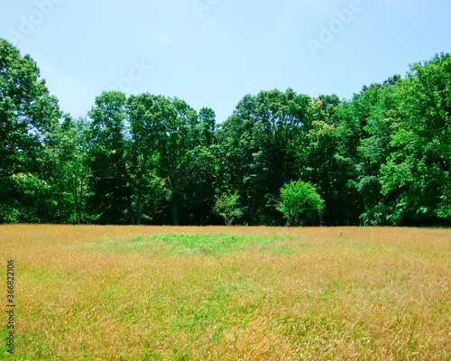 Golden fescue grass field and green trees photo