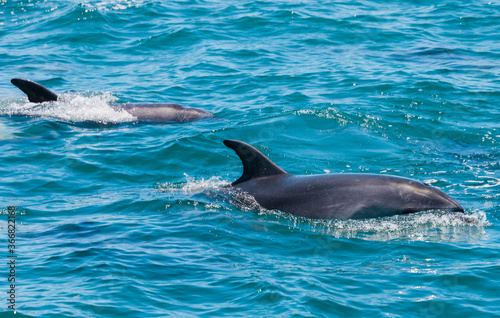 Pair of dolphins in Bay of Islands  New Zealand