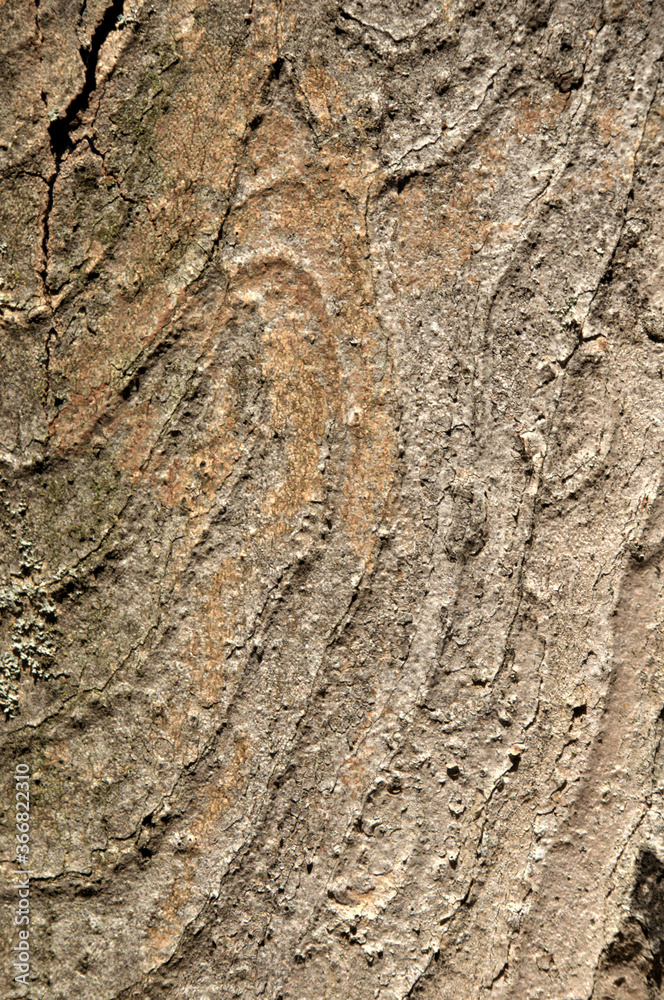 Abstract patterns on maple bark formed by light and shadow on whorled ridges Abstract patterns on maple bark formed by light and shadow on whorled ridges