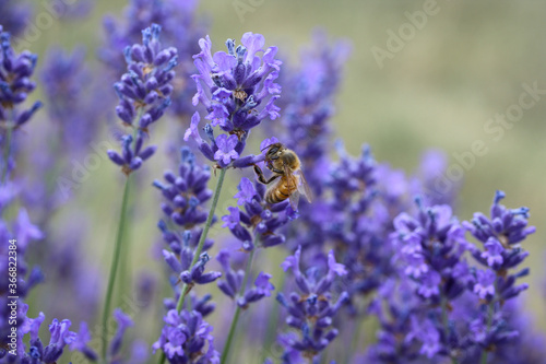 Honey bee on lavender flowers