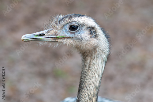 Fotografie Head shot of a greater rhea (rhea americana)