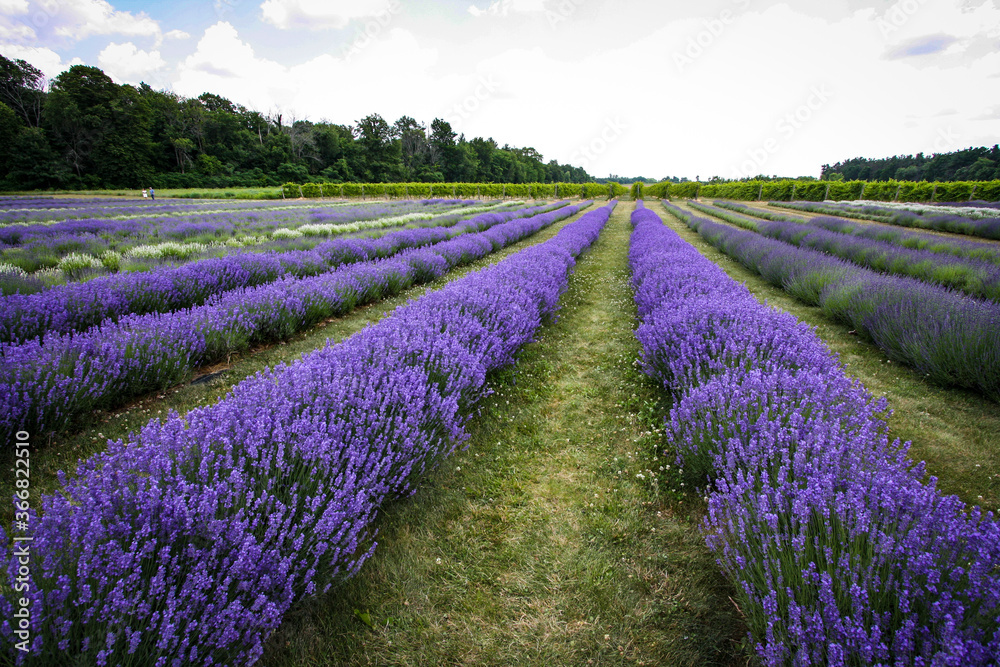 Fototapeta premium Landscape with rows of lavender in bloom