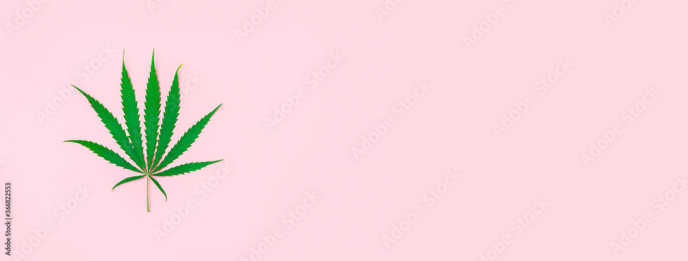 Hemp or cannabis leaf isolated on pink background. Concept of herbal alternative medicine. Trendy flat lay minimalism banner