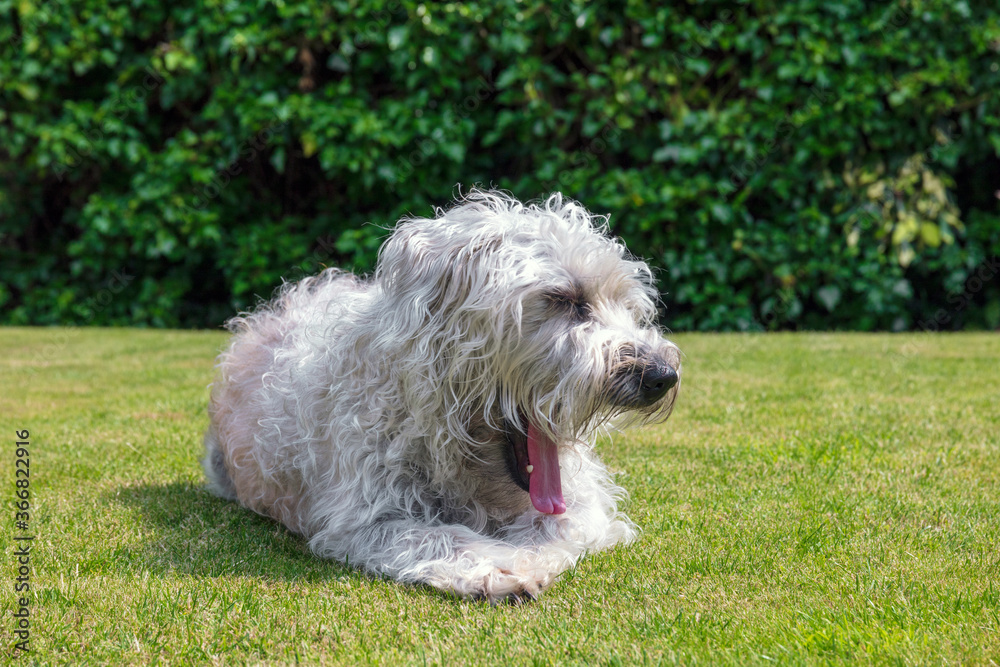 An Irish soft coated wheaten terrier puppy with scruffy wire fur coat. Yawning with pink tongue, tired and sunbathing. Isolated dog with background on English garden grass 