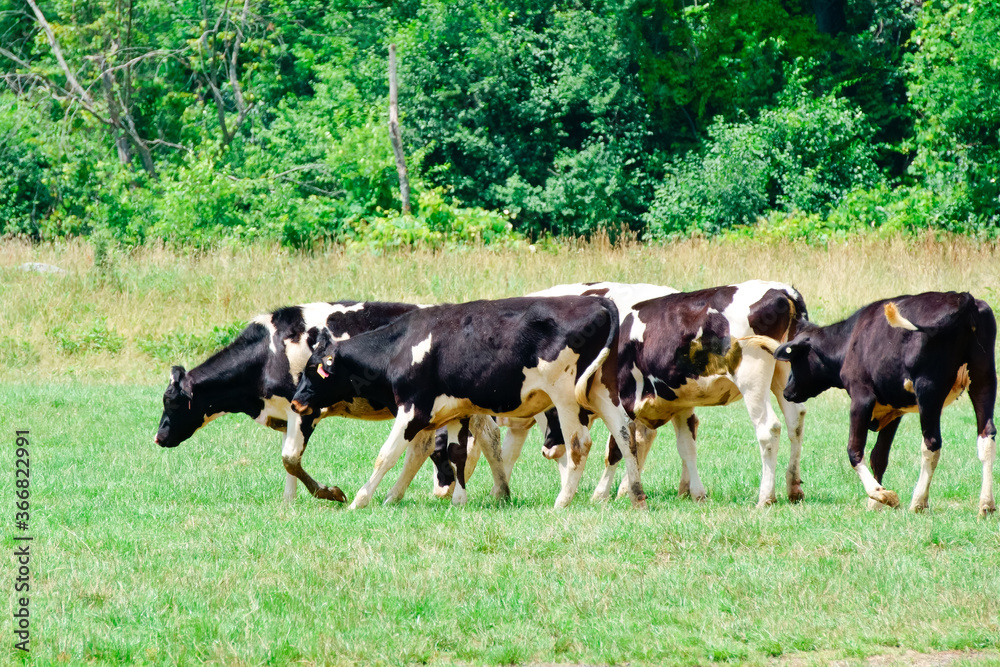 scenic view of cows grazing on pasture field scenic view of cows grazing on pasture field