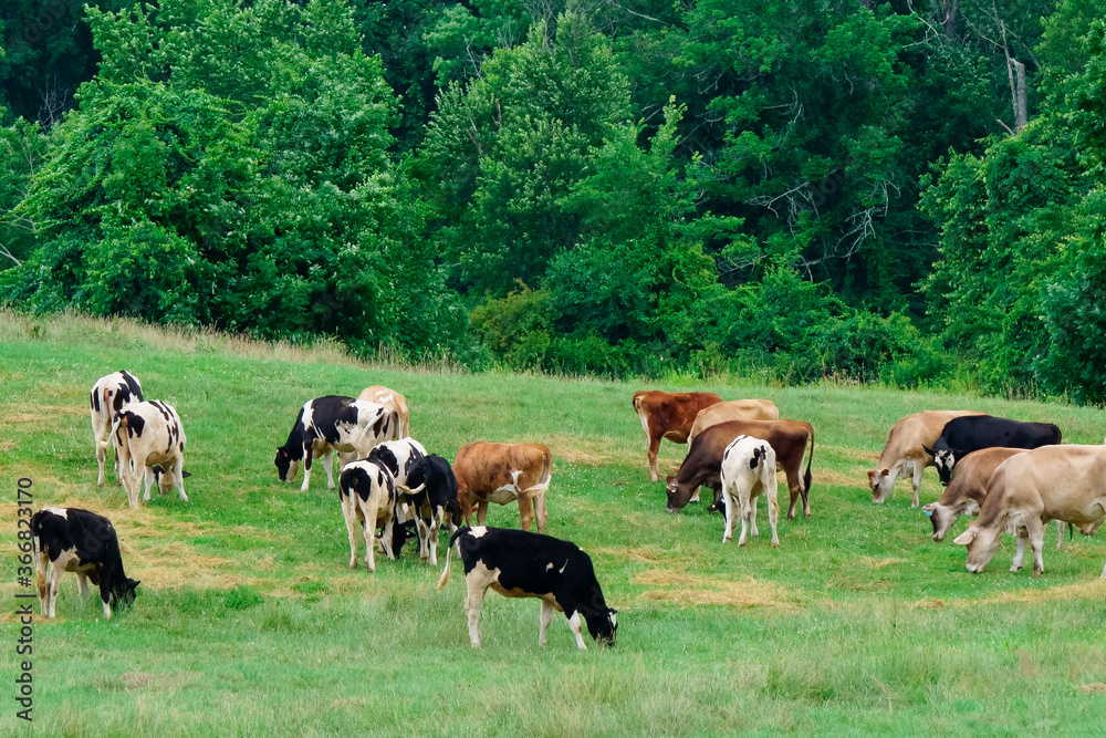 scenic view of cows grazing on pasture field scenic view of cows grazing on pasture field