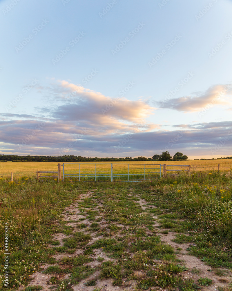 Idyllic scenery wide angle evening sunset in the English Warwickshire countryside. Background design asset with space for copy text. Trees on a wheat field and wildflower meadow. blue golden hour Idyllic scenery wide angle evening sunset in the English Warwickshire countryside. Background design asset with space for copy text. Trees on a wheat field and wildflower meadow. blue golden hour