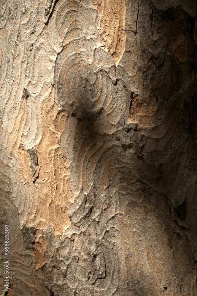 Abstract patterns on maple bark formed by light and shadow on whorled ridges