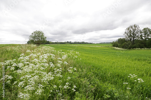 Summer landscape with blooming fields near the city of Miory  Belarus