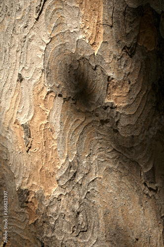 Abstract patterns on maple bark formed by light and shadow on whorled ridges photo