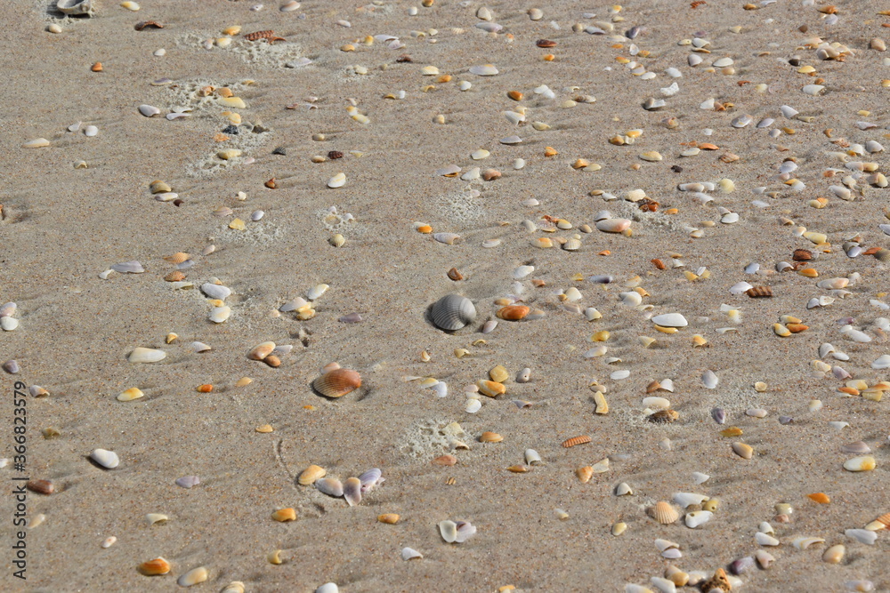 Seashells by the seashort Seashells by the seashort
