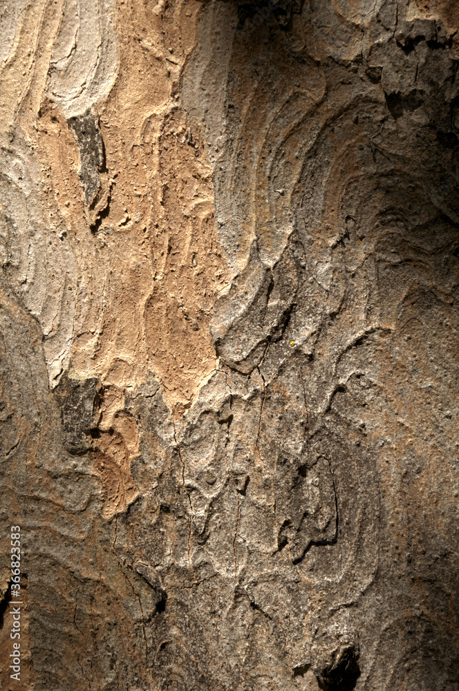 Abstract patterns on maple bark formed by light and shadow on whorled ridges
