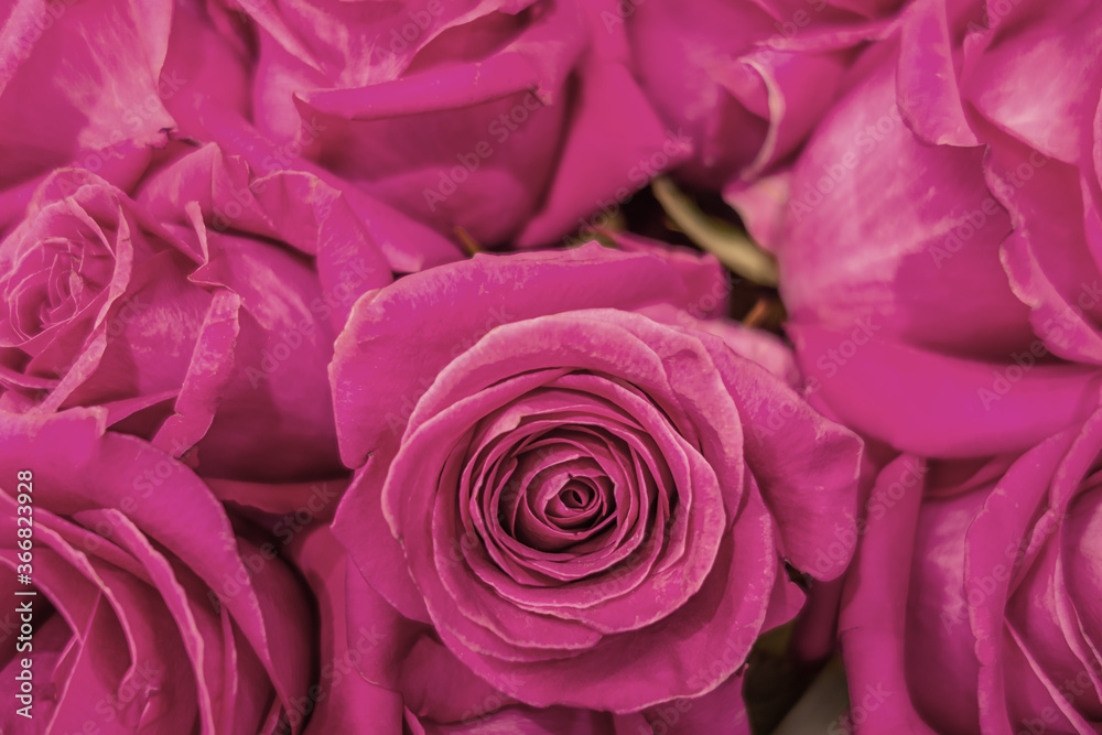 floral background of a bouquet ofзштл roses floral background of a bouquet ofзштл roses