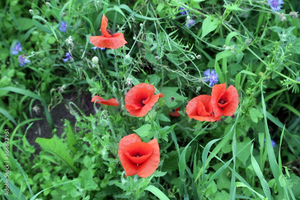 Wild flowers on a green meadow close up Wild flowers on a green meadow close up