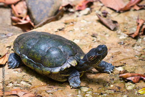 turtle, animal, reptile, tortoise, shell, nature, water, wildlife, slow, wild, pond, green, amphibian, rock, aquatic, baby, head, terrapin, cute 