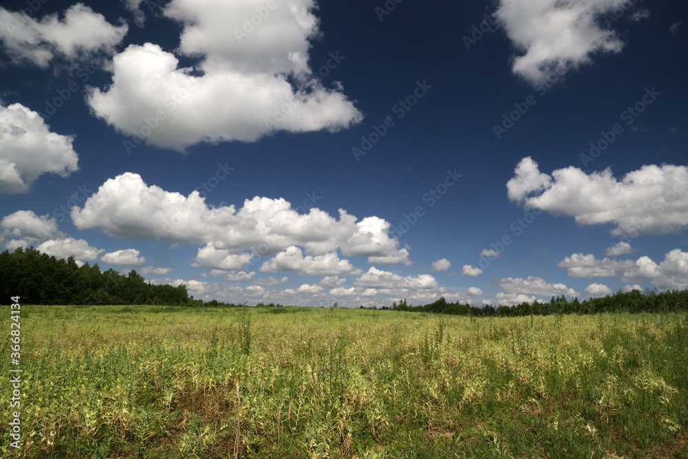 Summer landscape with field, flowers and cloudy sky. Summer landscape with field, flowers and cloudy sky.