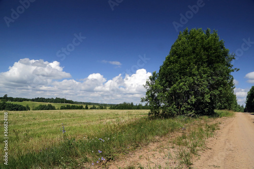 Summer landscape with field, flowers and cloudy sky.