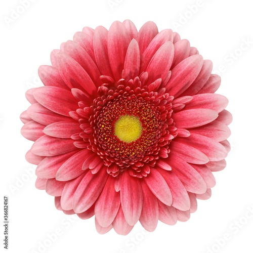 Gerbera flower isolated on white background close-up