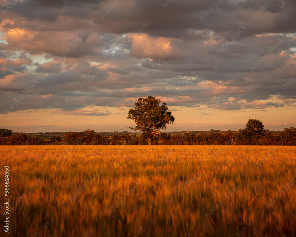 Idyllic scenery wide angle evening sunset in the English Warwickshire countryside. Background design asset with space for copy text. Trees on a wheat field and wildflower meadow. blue golden hour Idyllic scenery wide angle evening sunset in the English Warwickshire countryside. Background design asset with space for copy text. Trees on a wheat field and wildflower meadow. blue golden hour