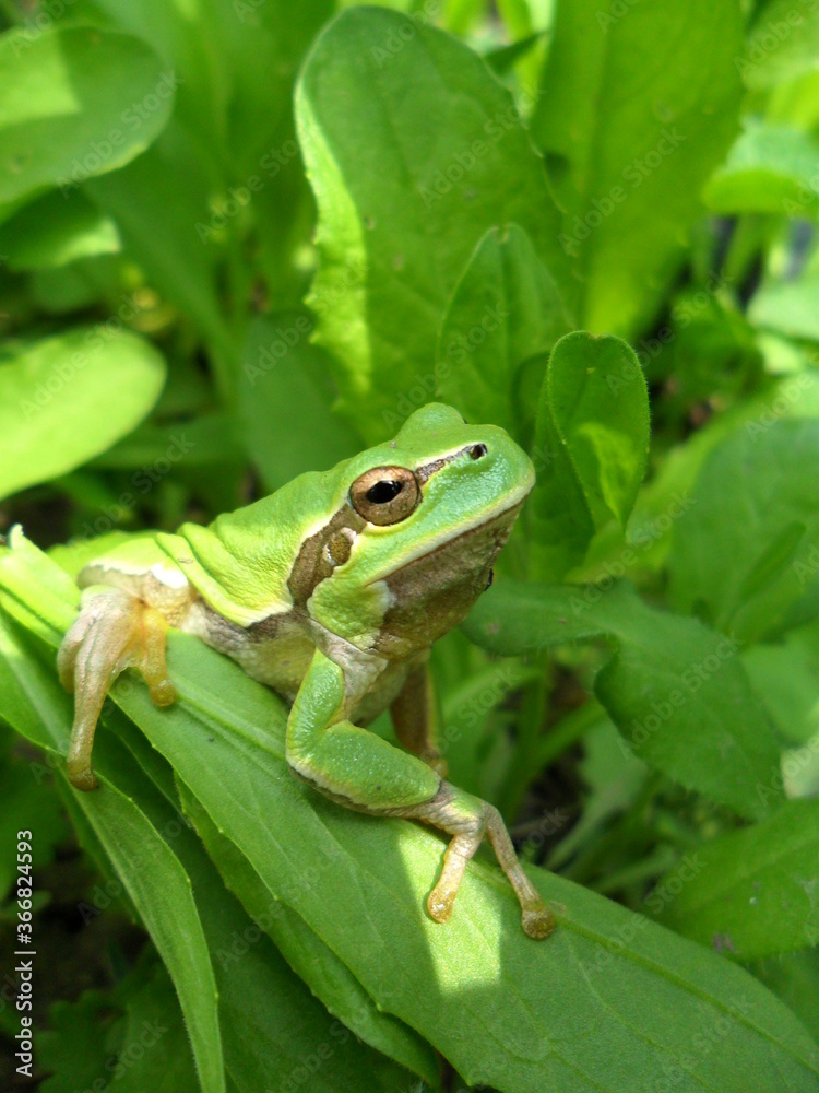 frog in the grass frog in the grass
