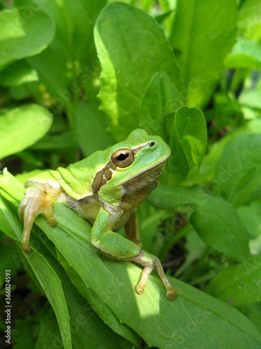 frog in the grass