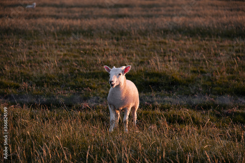 A happy and smiling, isolated, clean shaved British baby sheep kid standing alone in a field in Warwickshire as the sun sets looking at camera