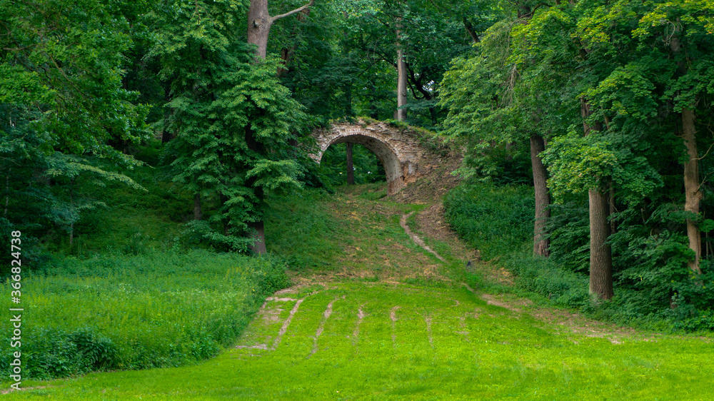 Fototapeta premium bridge in the forest