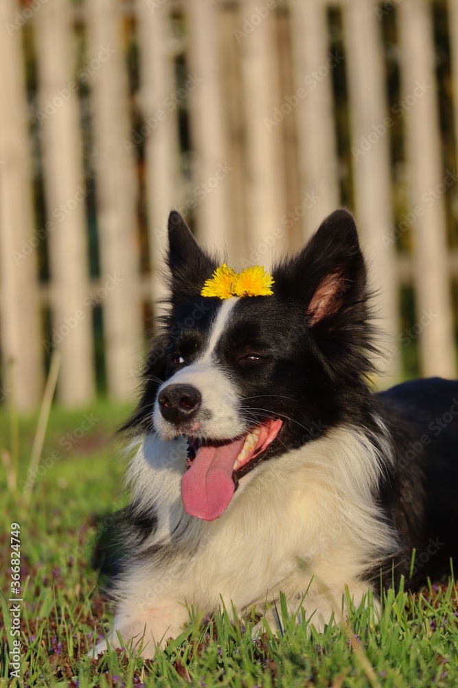 Border Collie with Yellow Dandelion on its Head. Happy Black and White Dog with Foxy Look and Tongue Out during Golden Hour in Czech Republic.