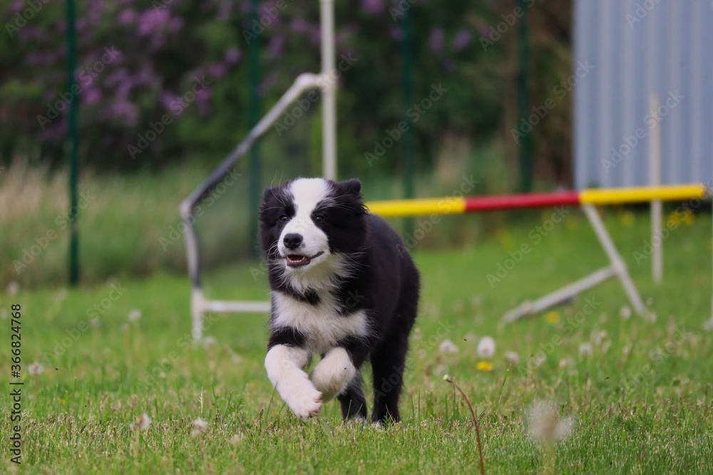 Border Collie Puppy Runs in the Agility Park During Springtime. Little Black and White Dog Enjoys Freedom. Border Collie Puppy Runs in the Agility Park During Springtime. Little Black and White Dog Enjoys Freedom.