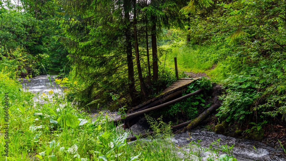 stream in the forest stream in the forest