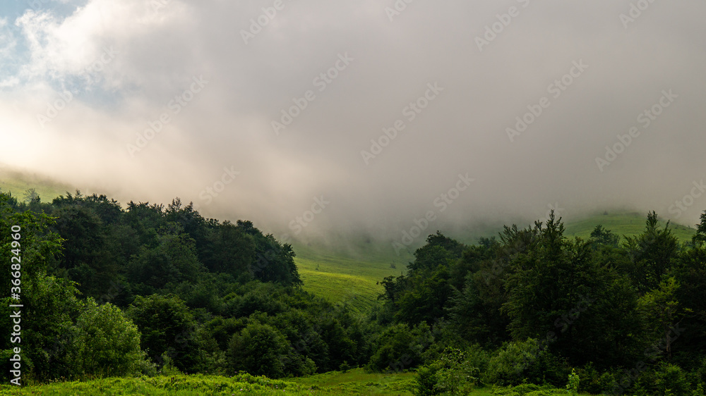 morning in the forest