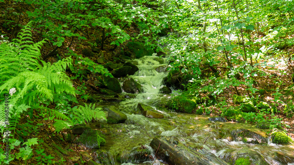 Fototapeta premium moss on the stone