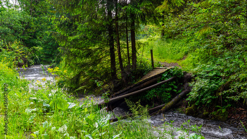 stream in the forest