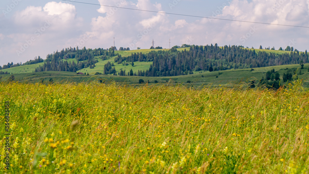 Fototapeta premium landscape with green field