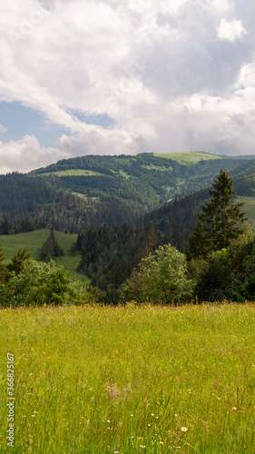 mountain landscape with a meadow