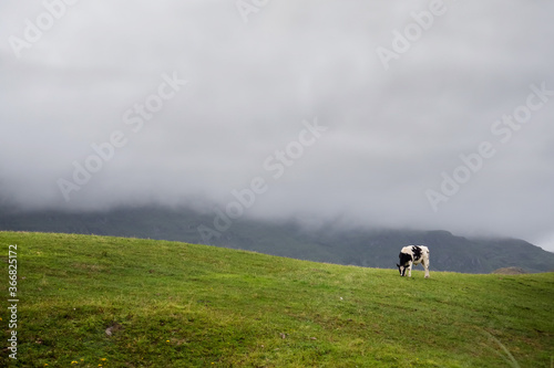 One black and white color cow on green sloped field in fore ground. Mountain covered with low cloud in background. Nobody. Simple agriculture background. Copy space.