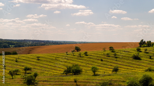 vineyard in tuscany