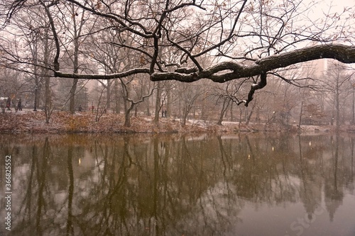 Wallpaper Mural trees in the snow Torontodigital.ca