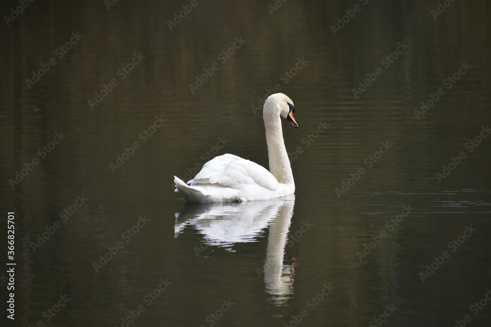mute swan on a lake mute swan on a lake