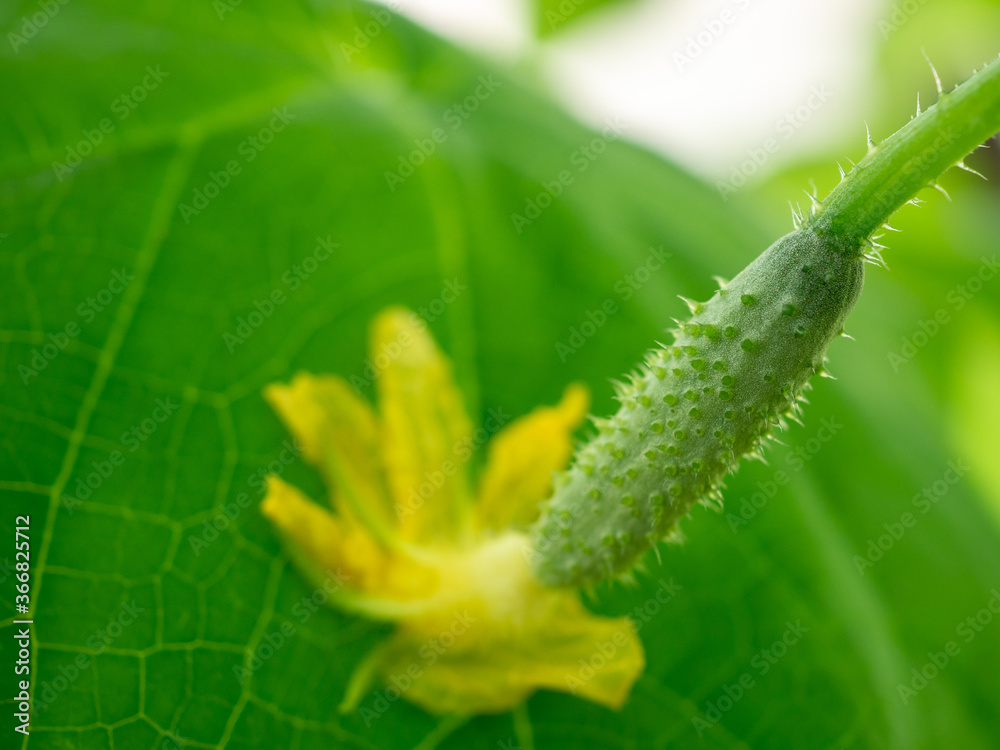 Selective focus on a small young prickly cucumber with a yellow flower. Growing gherkins in a home greenhouse. Organic and healthy vegetables. Copy space. Selective focus on a small young prickly cucumber with a yellow flower. Growing gherkins in a home greenhouse. Organic and healthy vegetables. Copy space.