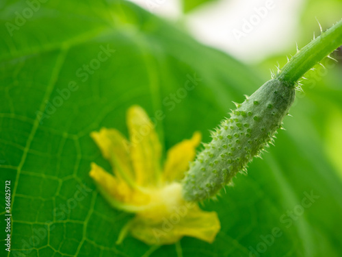 Selective focus on a small young prickly cucumber with a yellow flower. Growing gherkins in a home greenhouse. Organic and healthy vegetables. Copy space. © Nekrasov